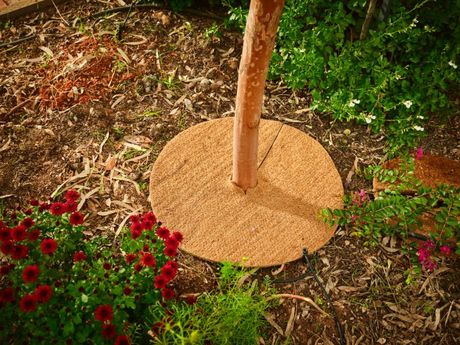 A tree is sitting on top of a wooden circle in the middle of a garden.