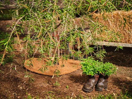 A pair of boots sitting on the ground next to a plant.