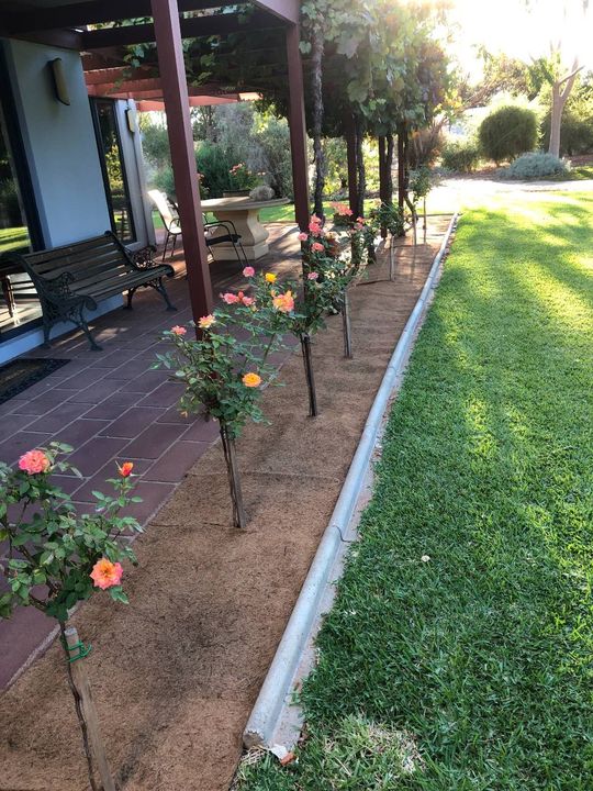 A row of roses in a garden next to a house