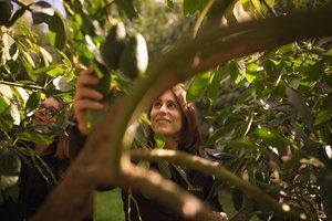 Comboyne Avocado Farm