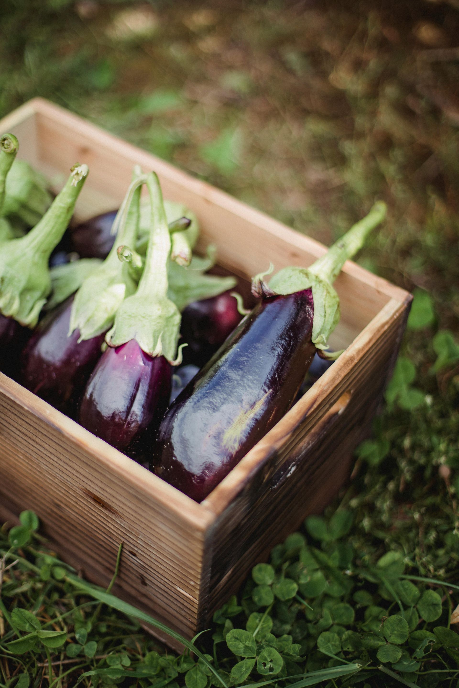 Aubergines