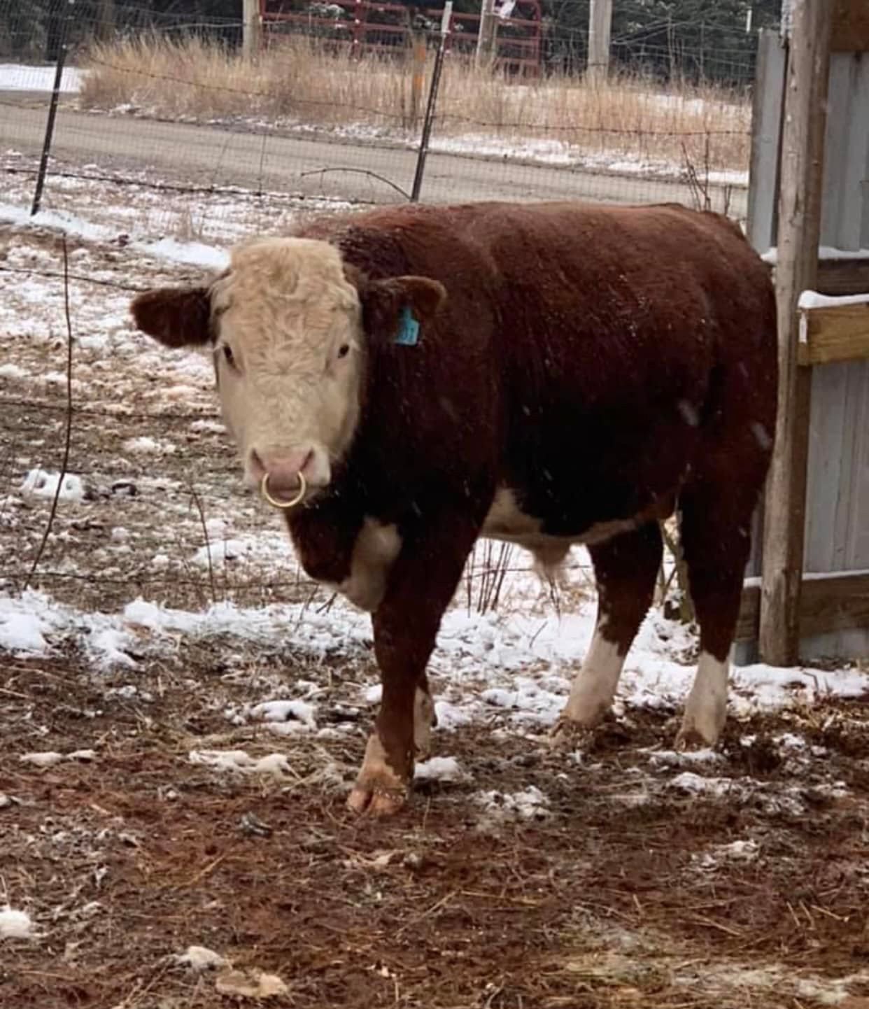 cattle during winter season