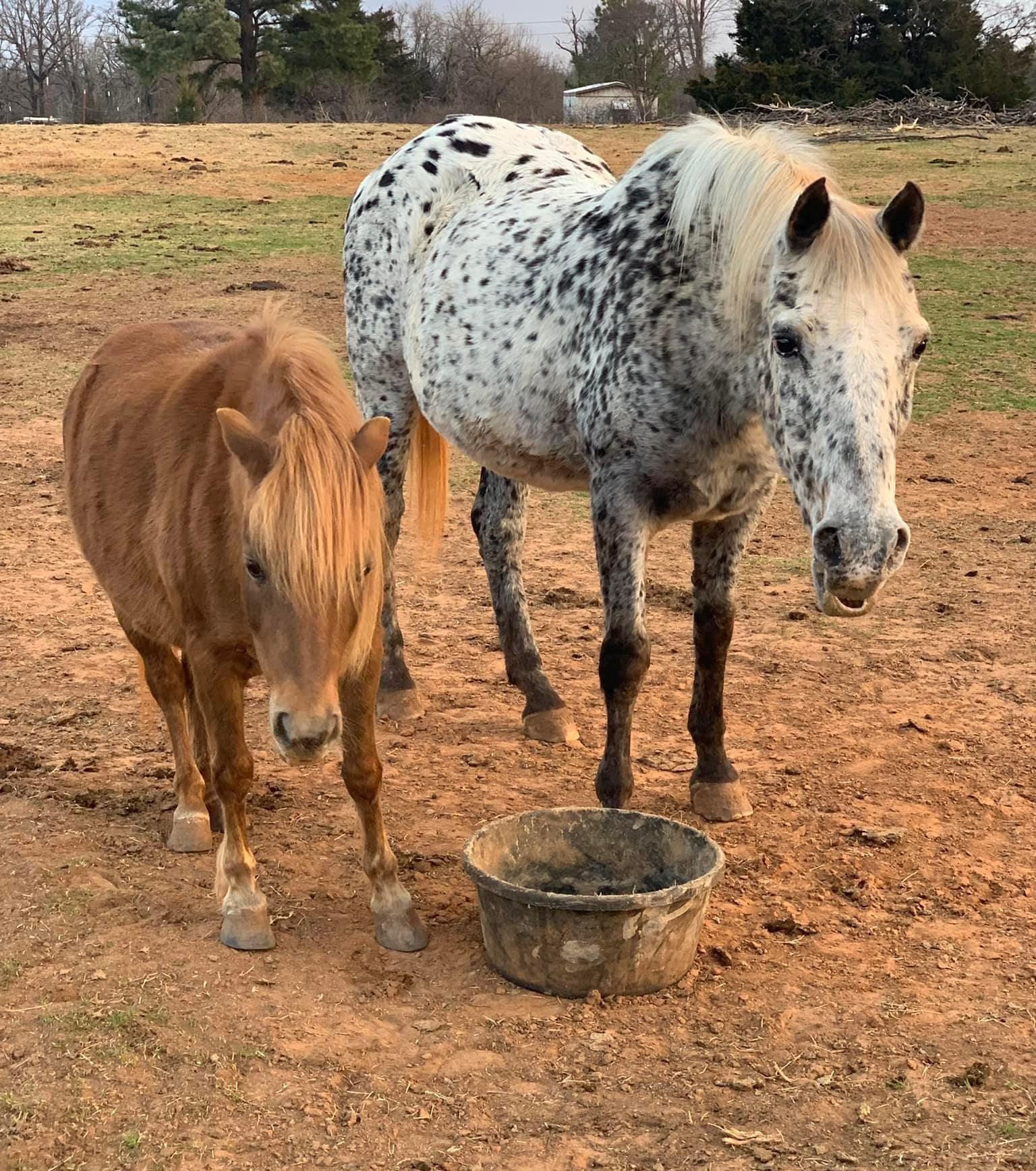 two horses