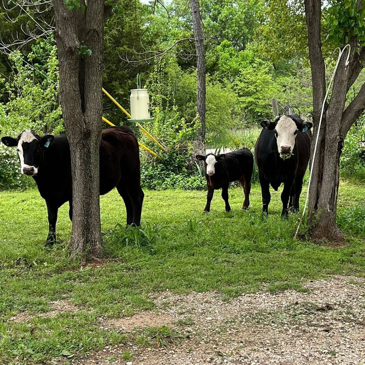 cows