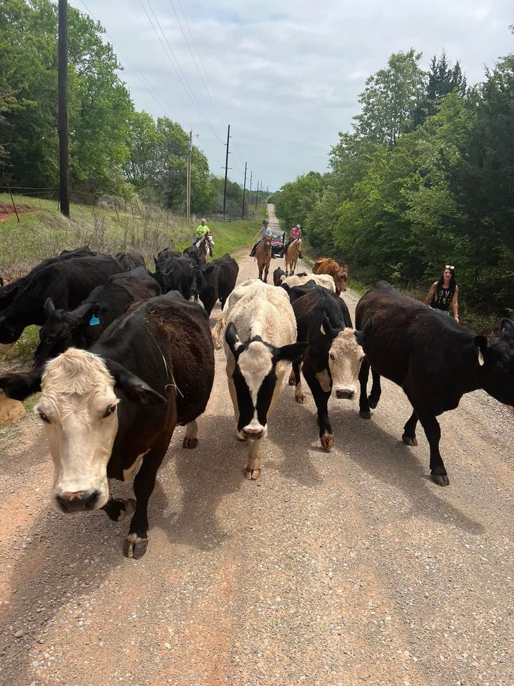 moving cattle