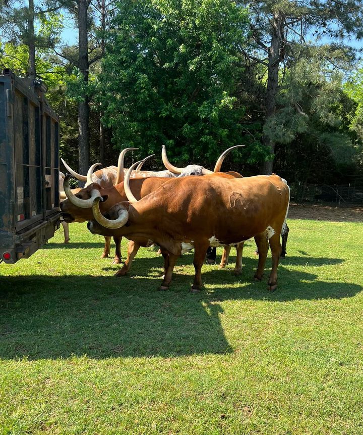 longhorn cattle