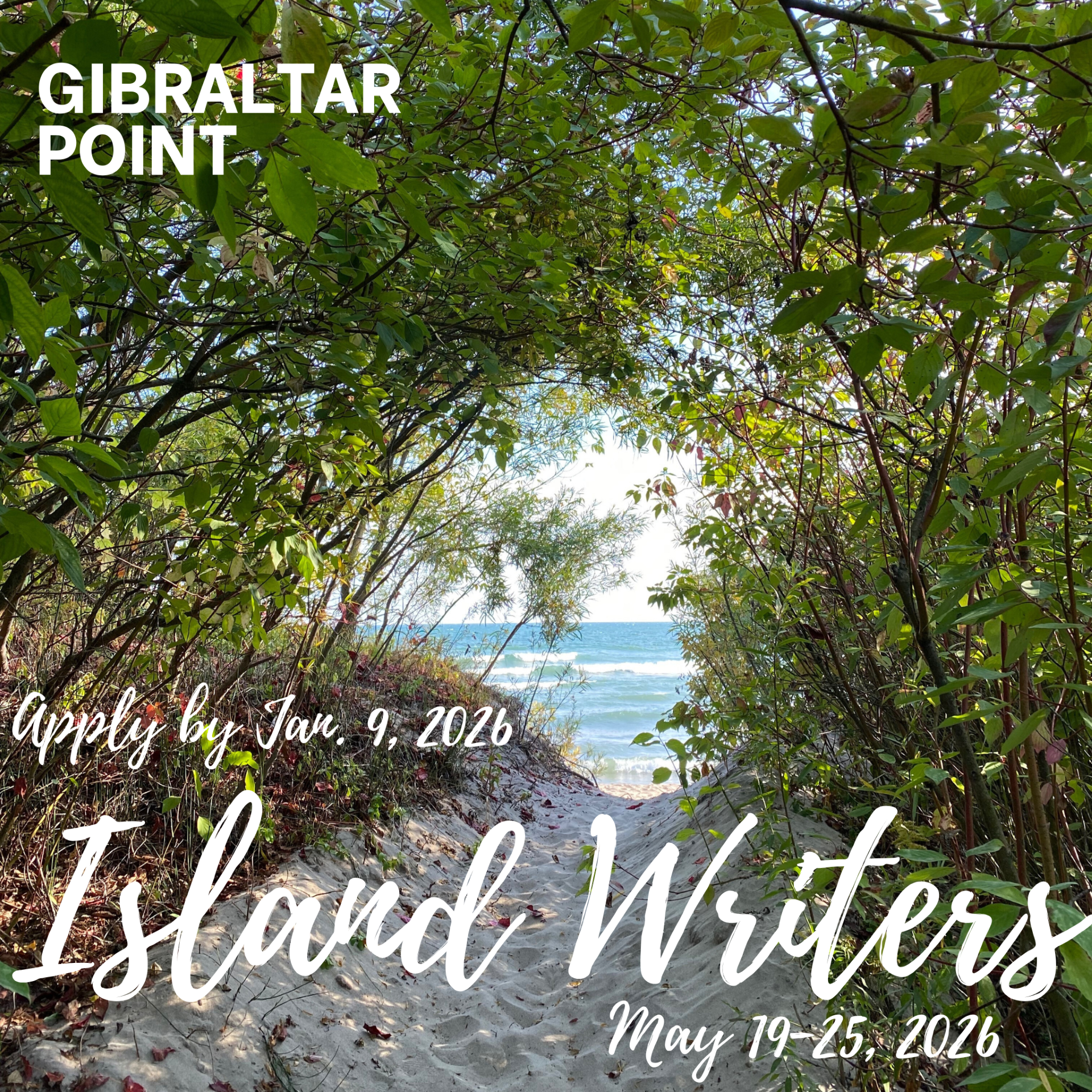 Photo featuring a sandy pathway of sunlit trees leading to Gibraltar Point beach 