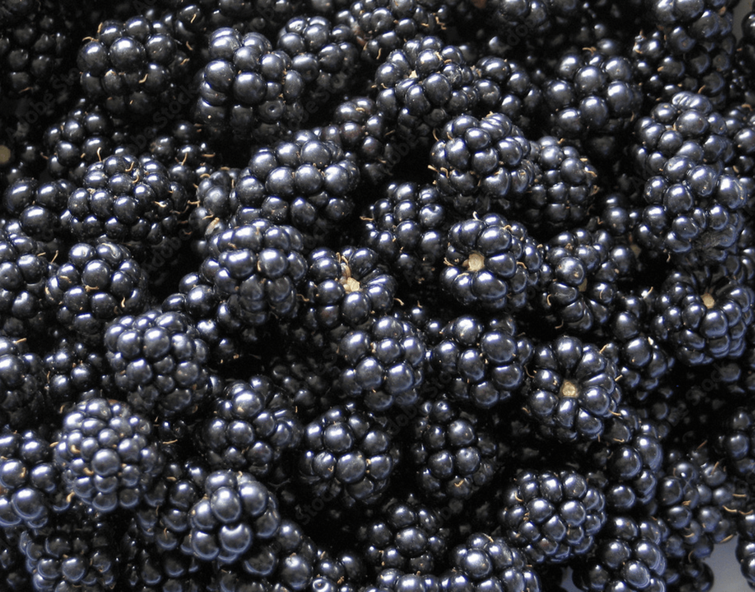 Un montón de moras están sobre una mesa.