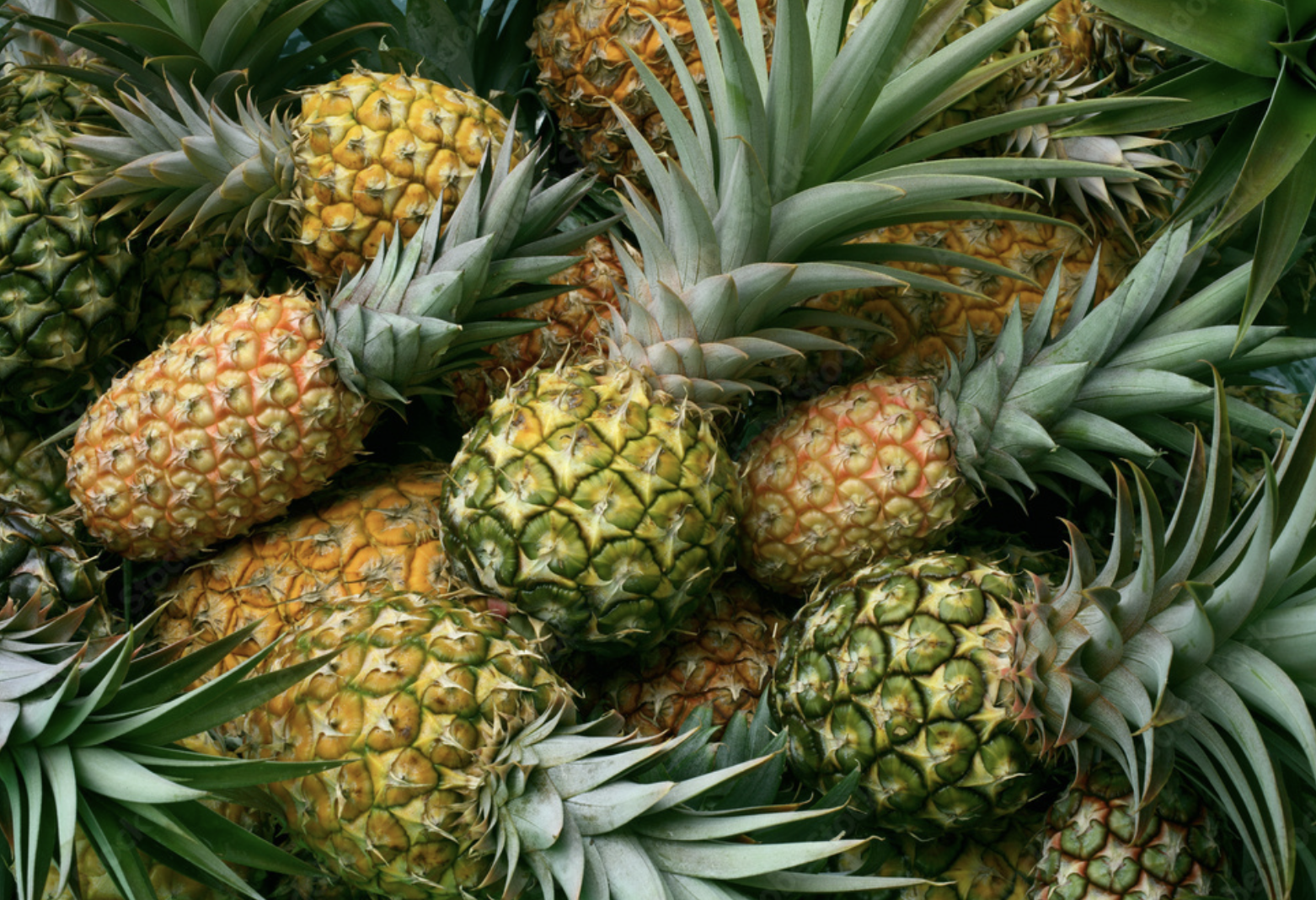 Un montón de piñas están colocadas una encima de la otra.