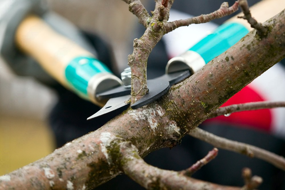 a person is cutting a tree branch with a pair of scissors