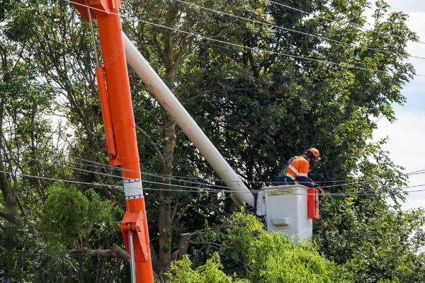 Arborist trimming trees near power lines for safety.