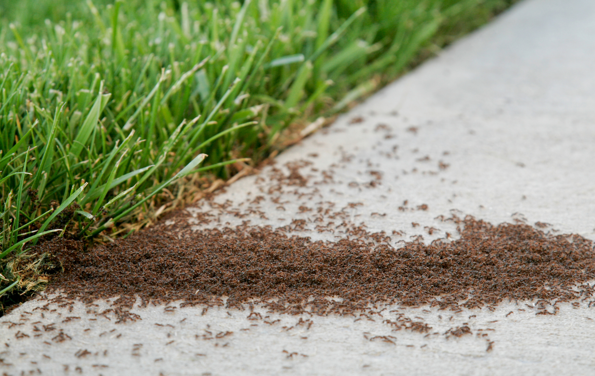 A bunch of ants are crawling on the ground next to a lawn.