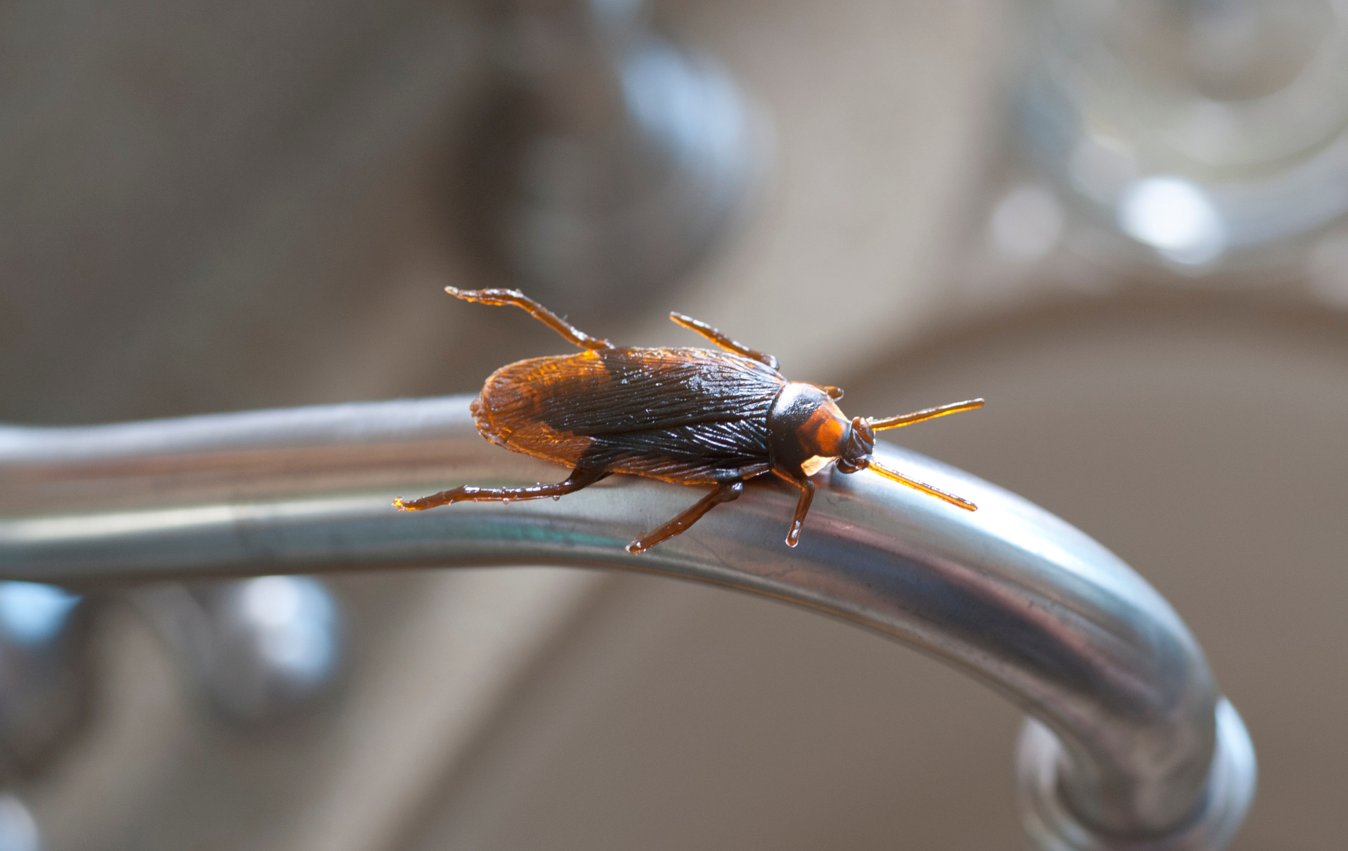 A cockroach is sitting on a metal railing