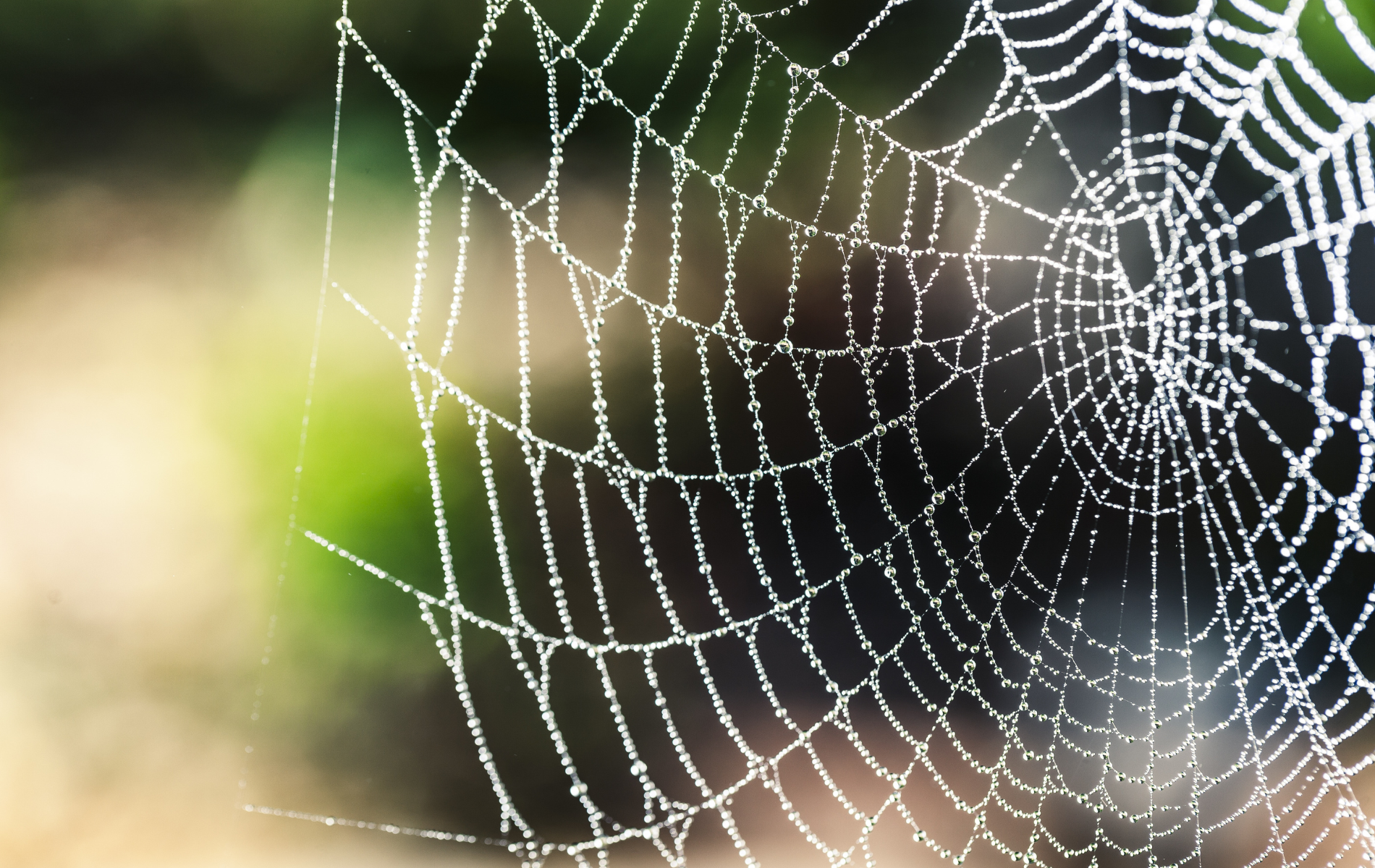 A close up of a spider web with water drops on it.