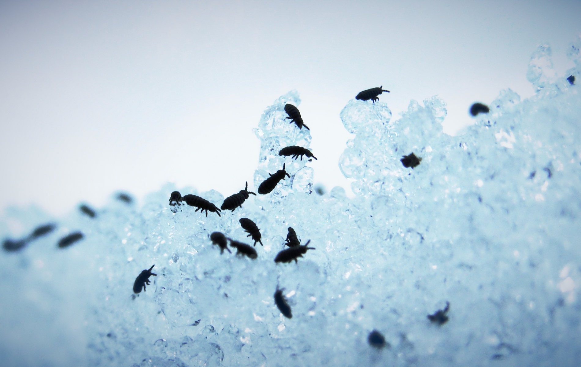 A bunch of black bugs are sitting on top of a pile of snow.
