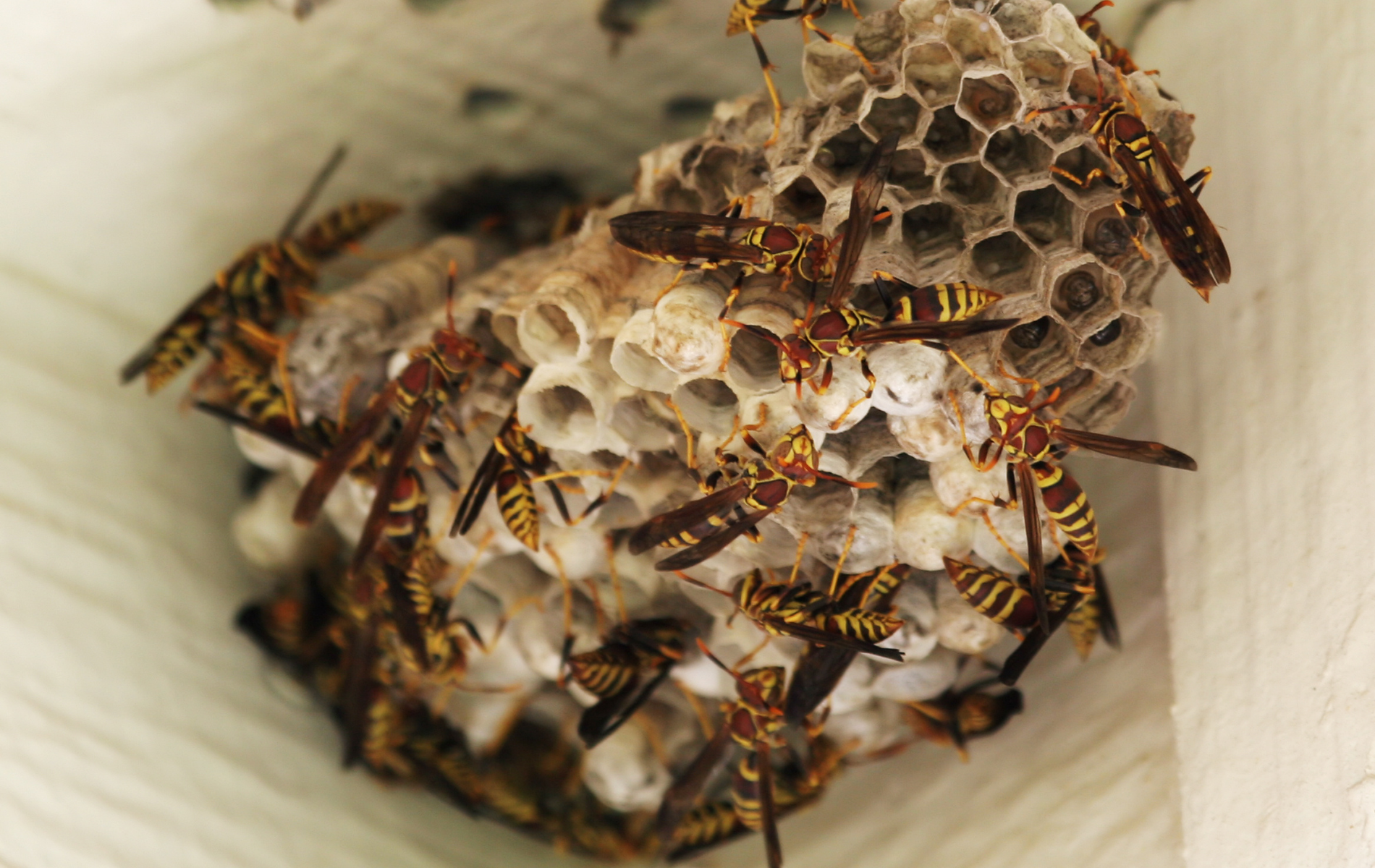 A close up of a wasp nest on a wall.
