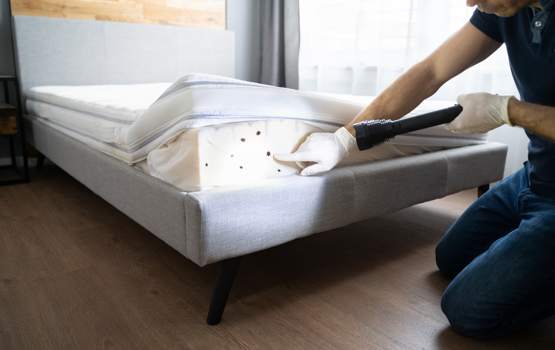Bed Bug Extermination Monroe NY – Fast Solutions