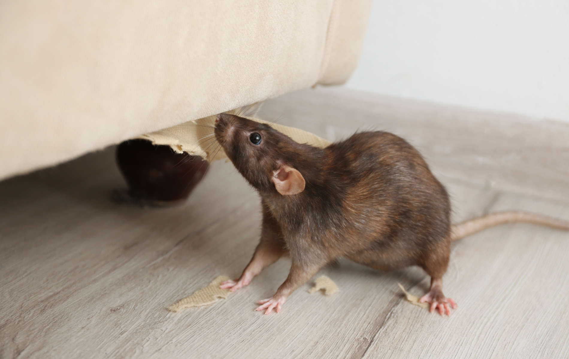 A rat is chewing on a piece of paper under a couch.
