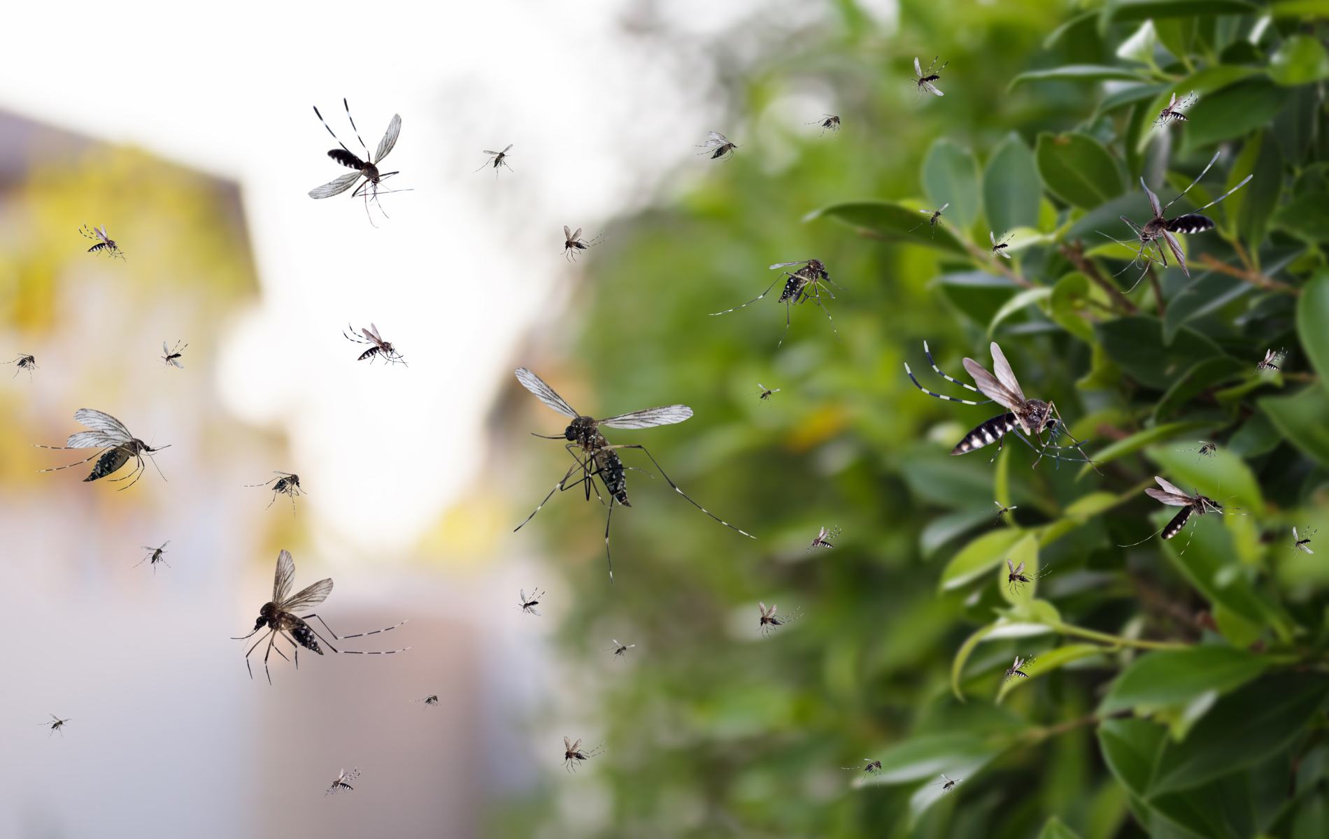 A bunch of mosquitoes are flying around a tree.
