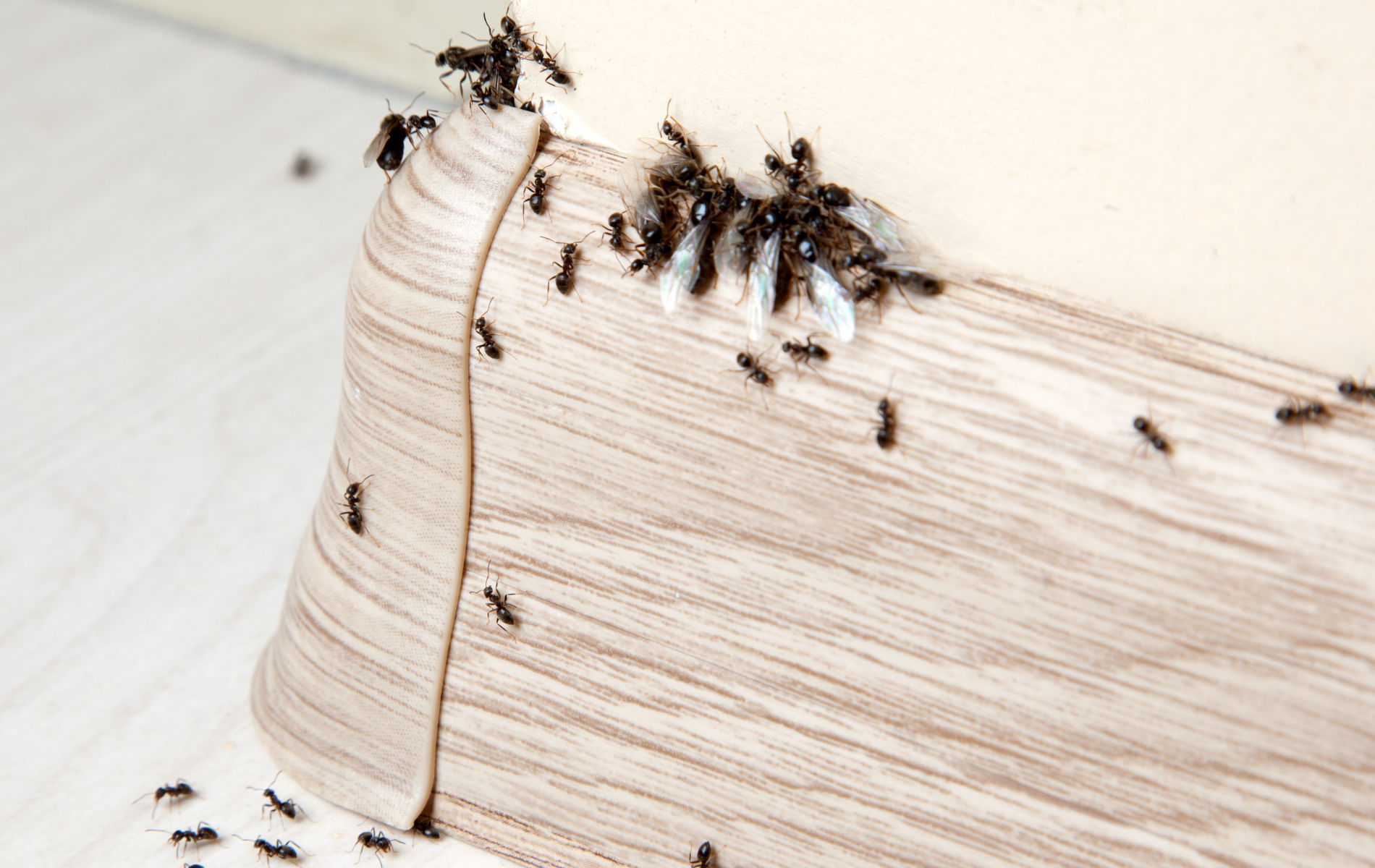 A bunch of ants are crawling on a piece of wood