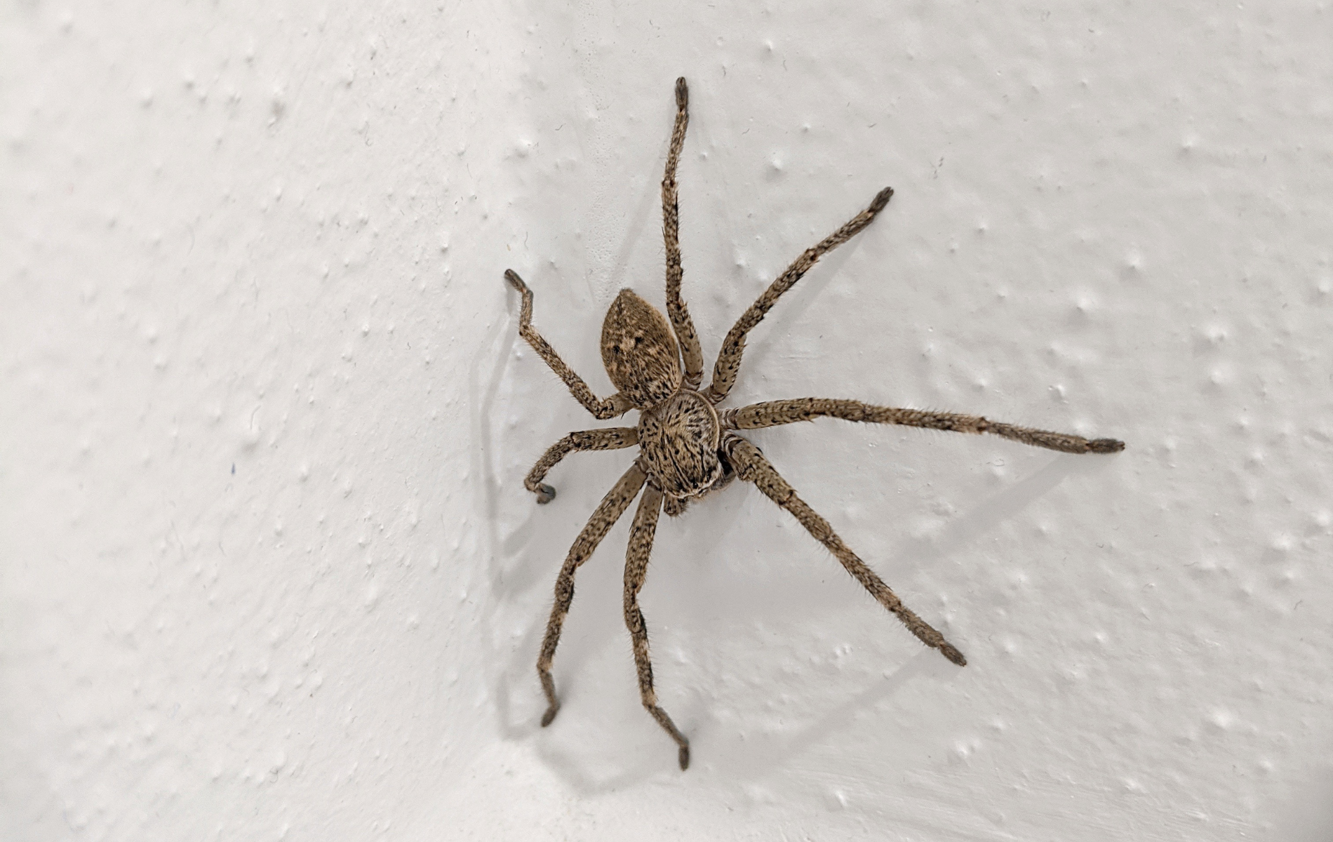 Spider Extermination Monroe NY – When to Call Experts