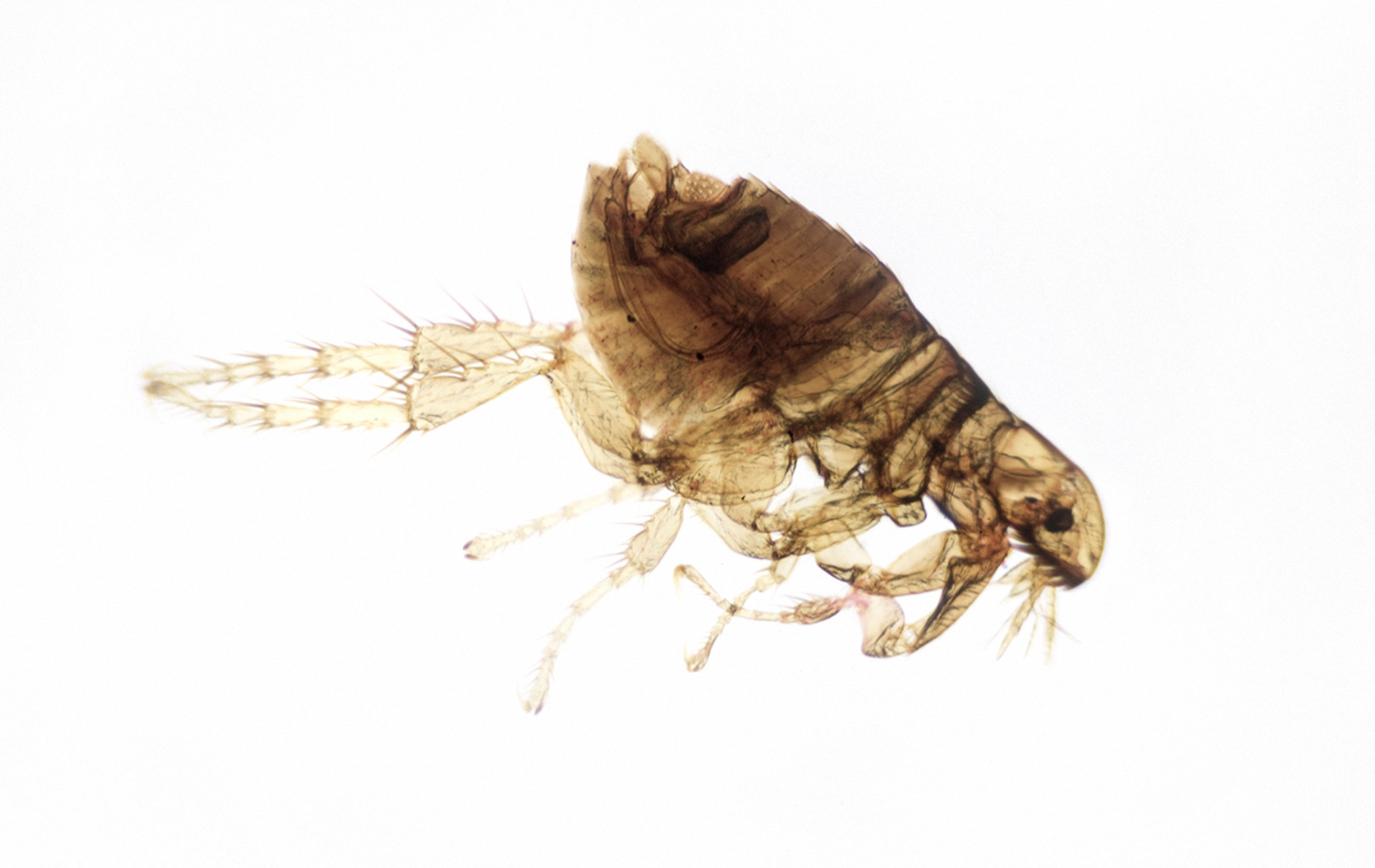 Flea Extermination Monroe NY – Home & Pet Safety