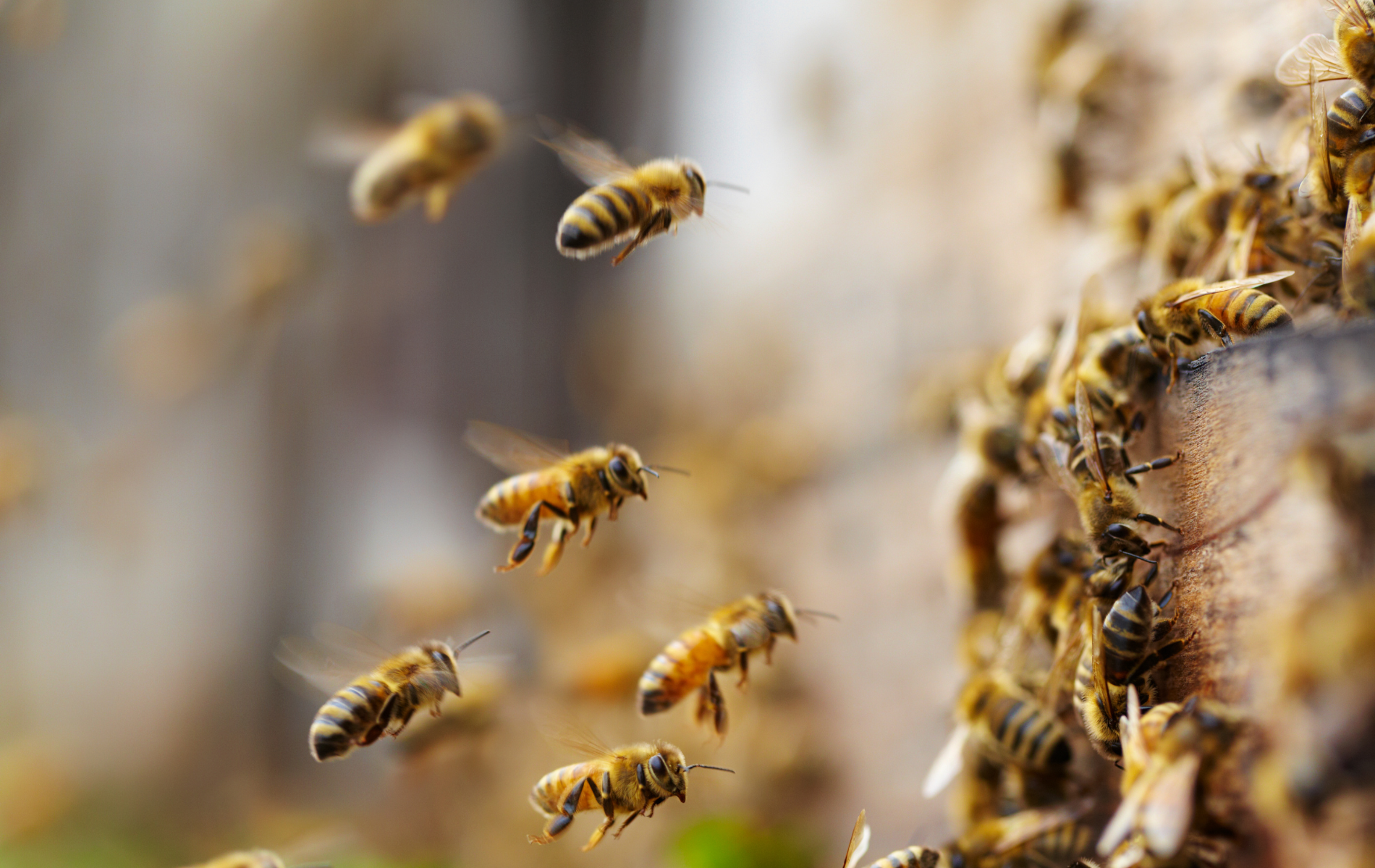 Bee & Wasp Removal Rochester NY – Safe, Fast Help