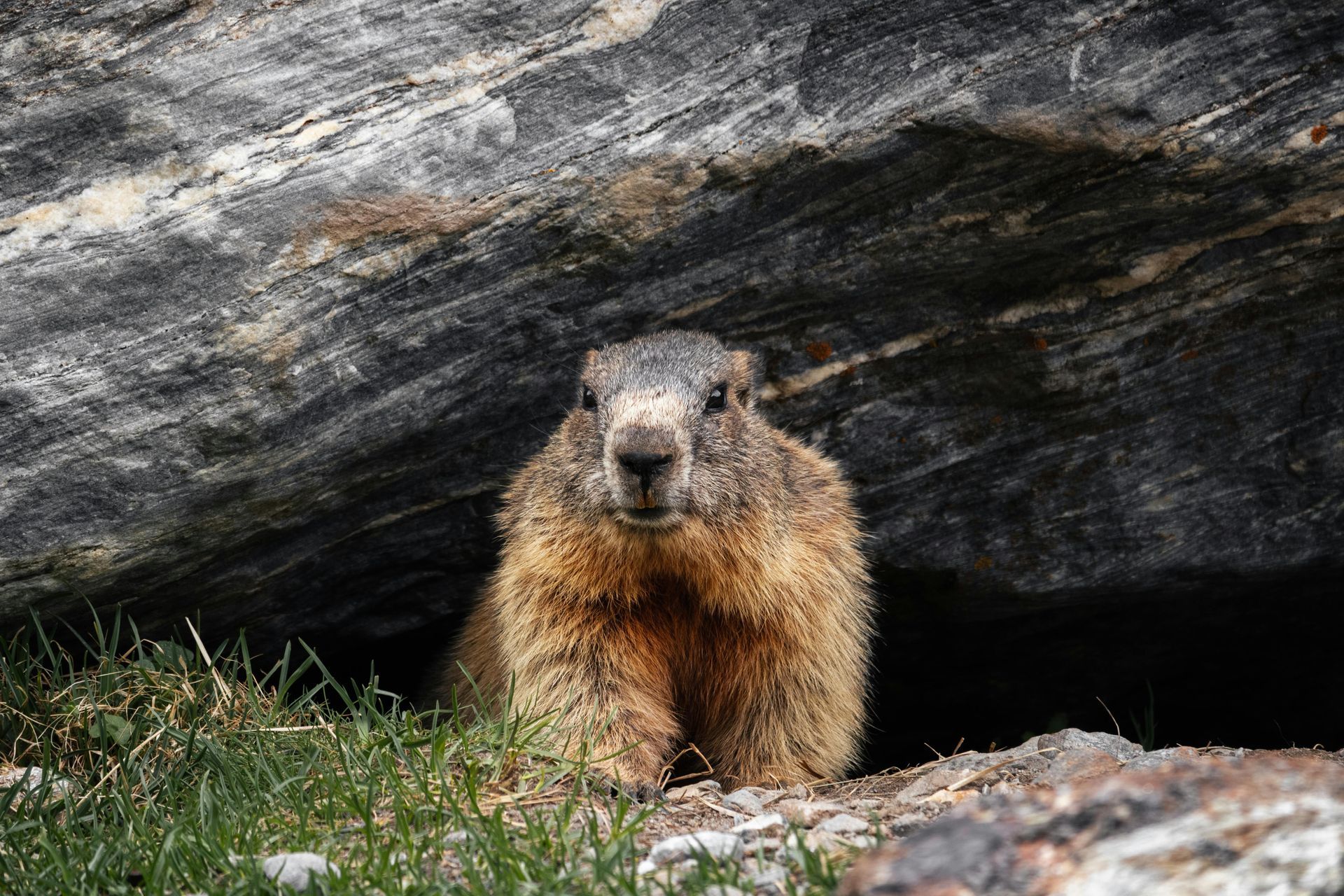 Yellow-bellied marmot emerging from under a rock, facing the camera with brown fur and a focused expression.