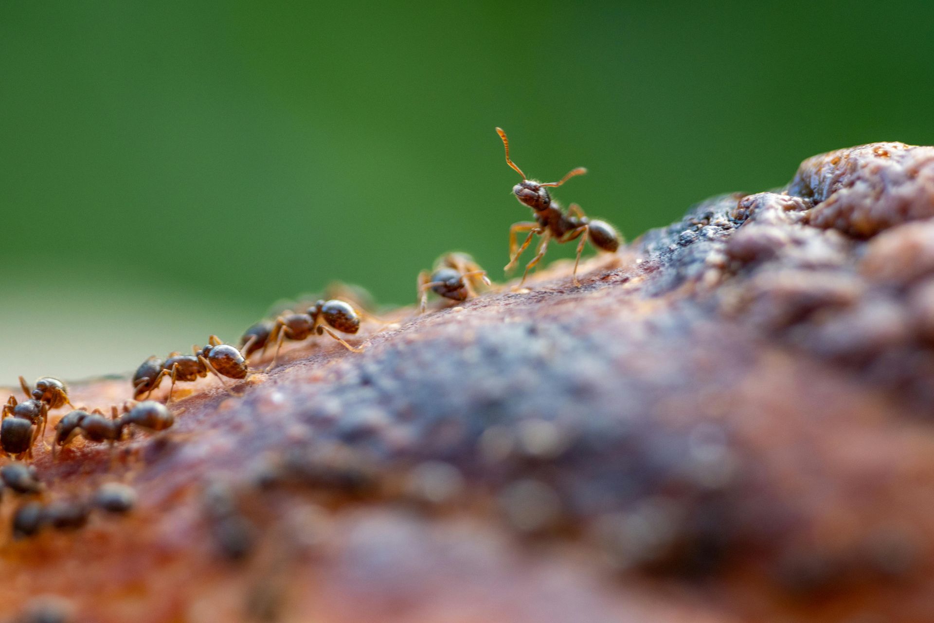 A group of ants are crawling on a piece of bread