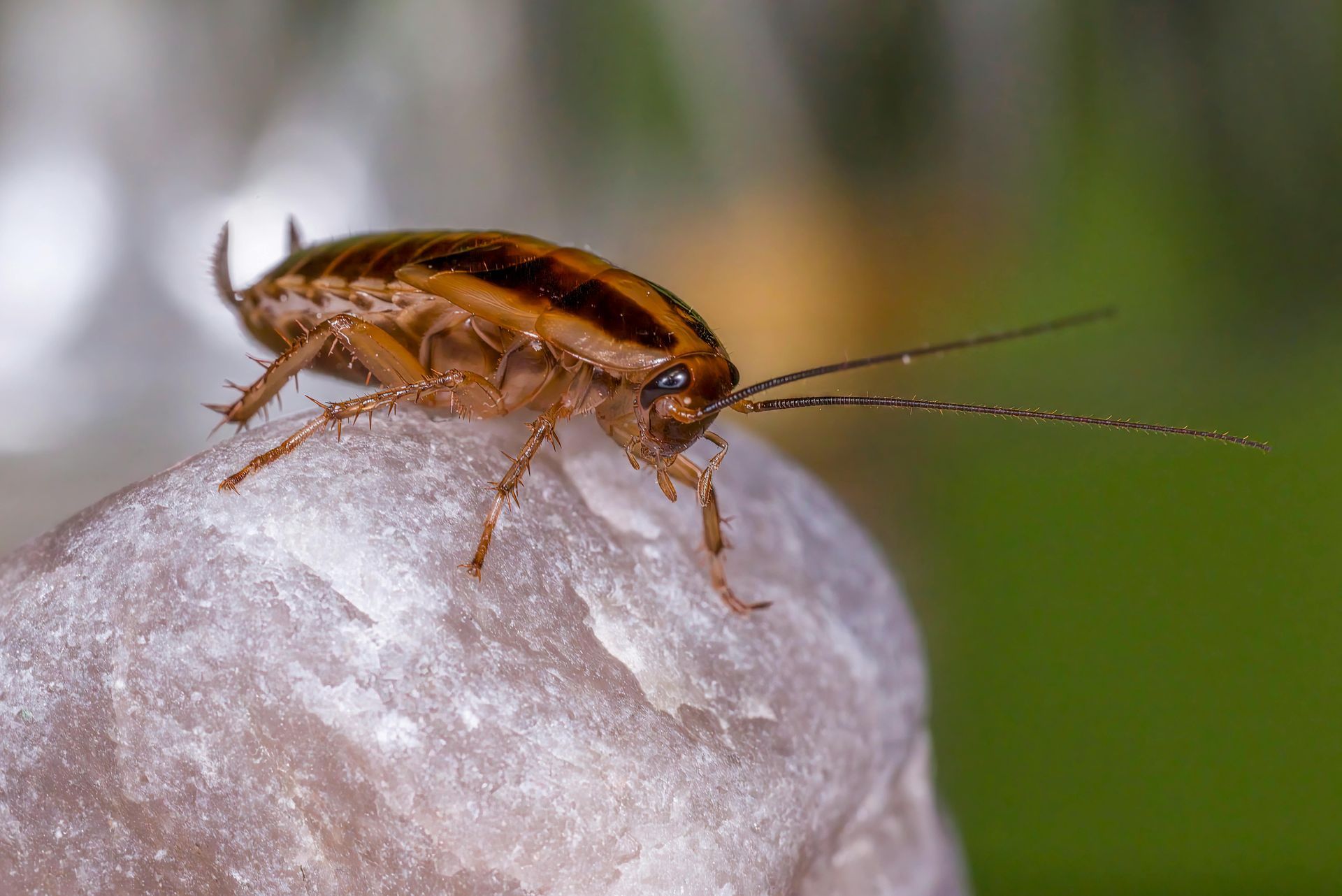 A group of ants are crawling on a piece of bread
