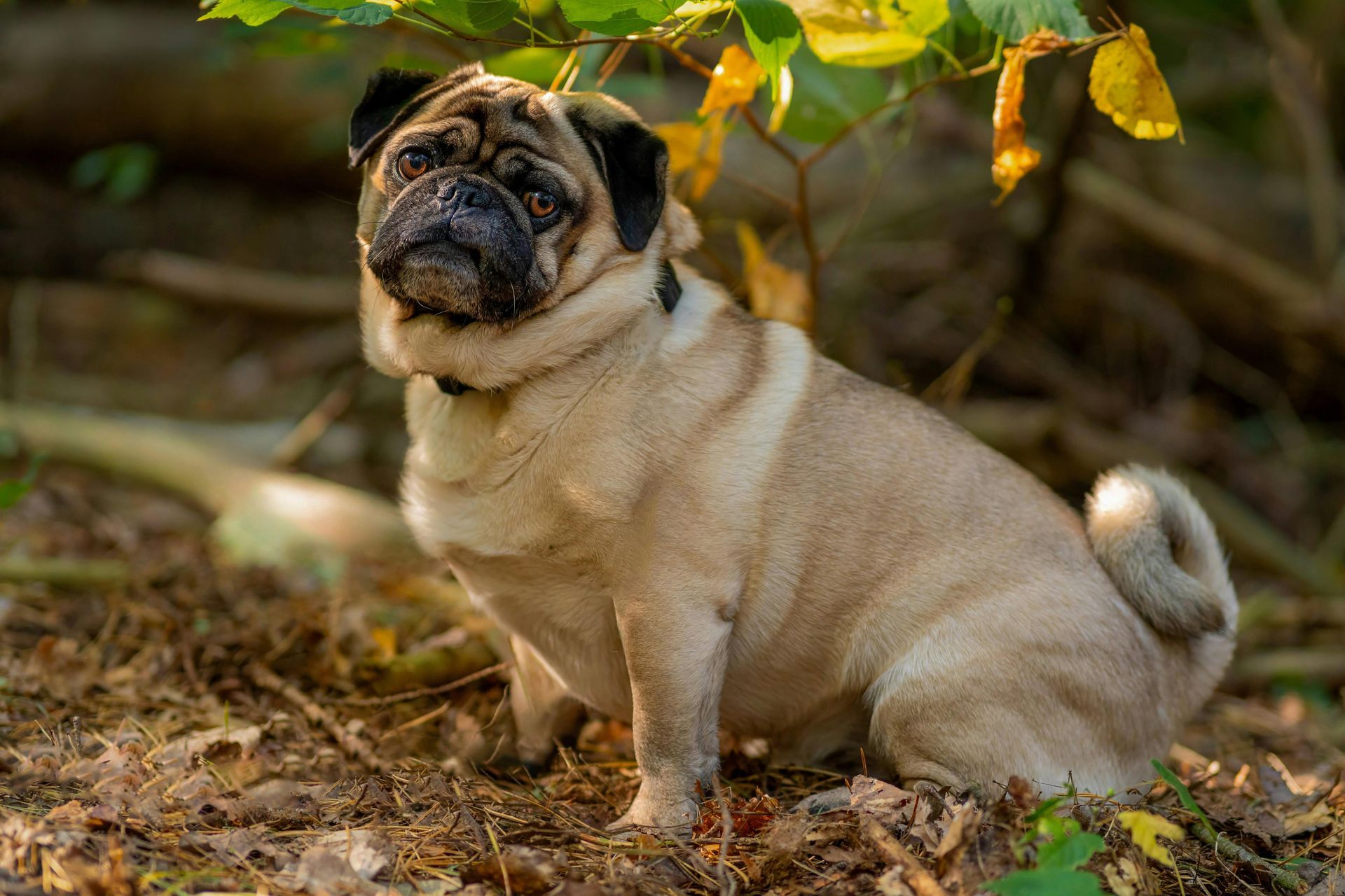 Pug sits outdoors, facing the camera. 