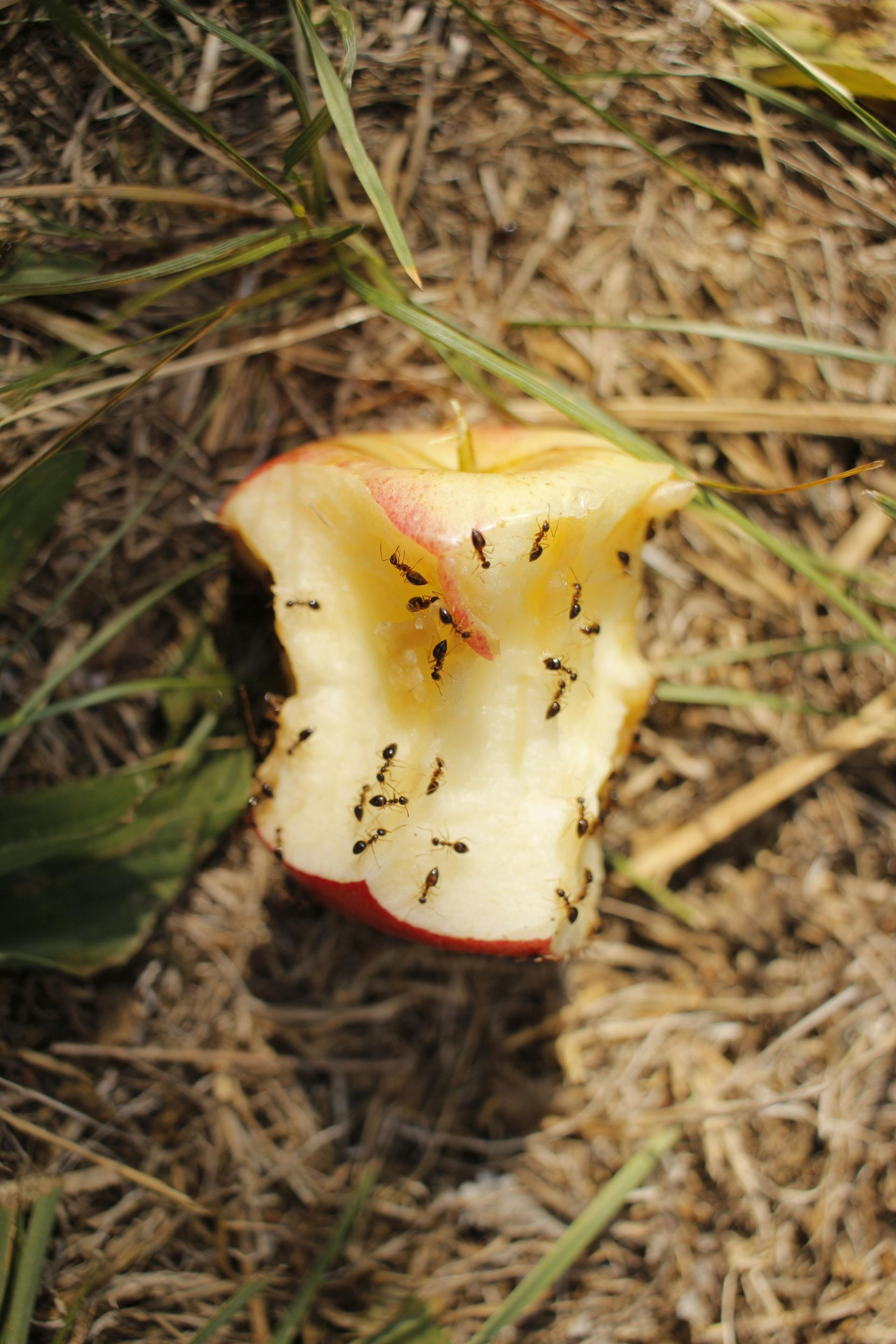 A bite taken out of an apple with ants on it