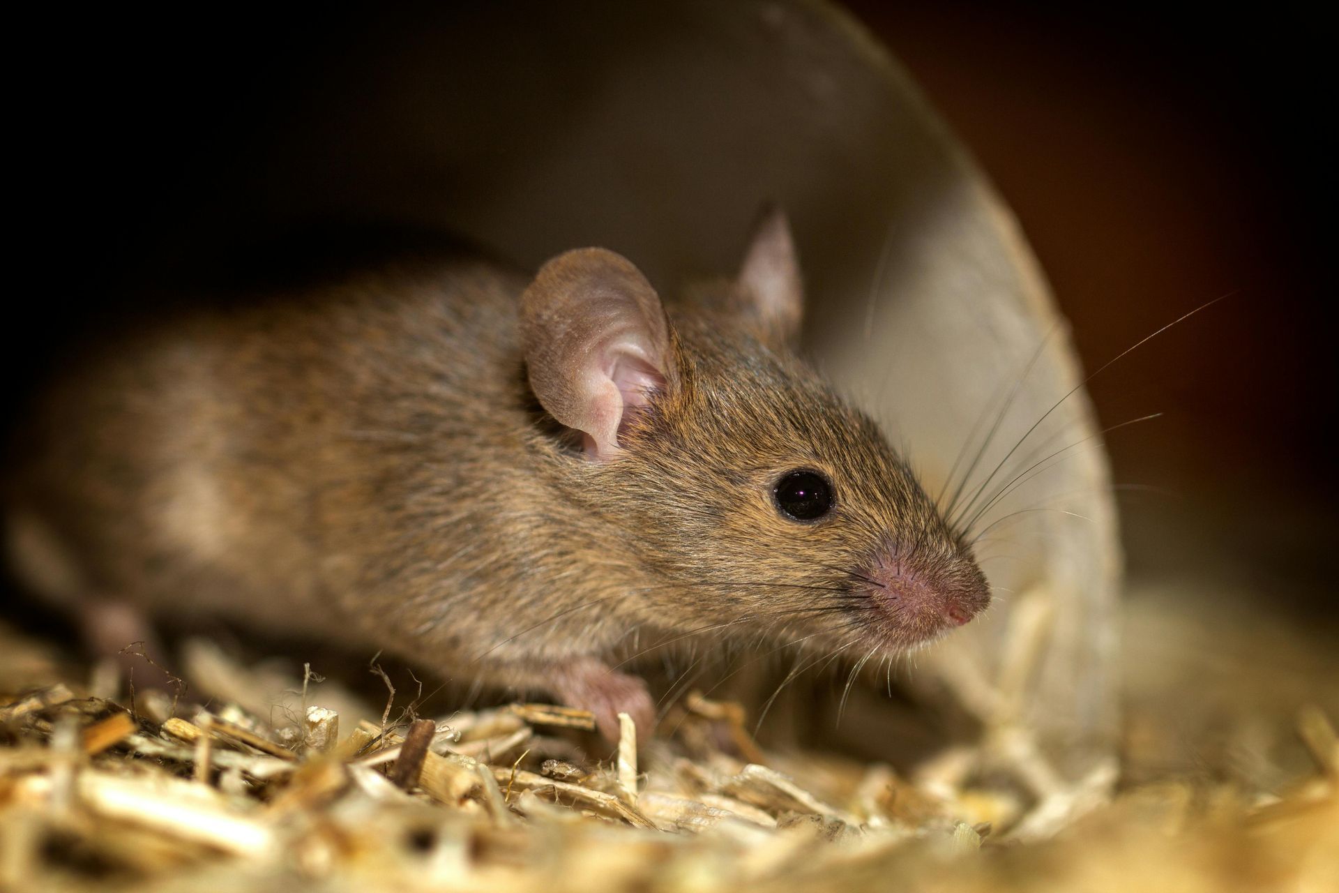 A brown mouse peers out from a small tube opening, standing on a bed of straw.