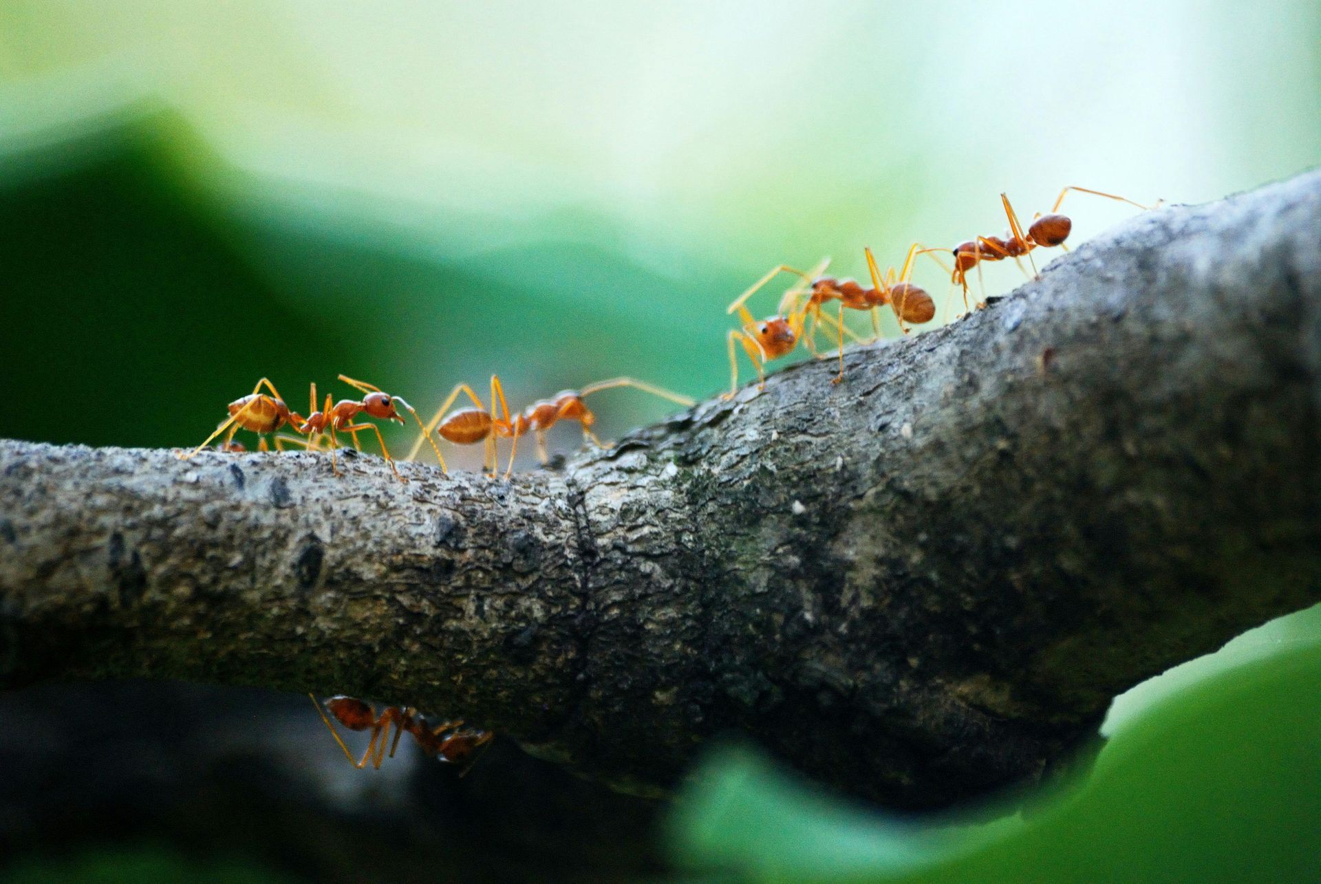 Orange ants crawling on a textured tree branch against a blurred green background.