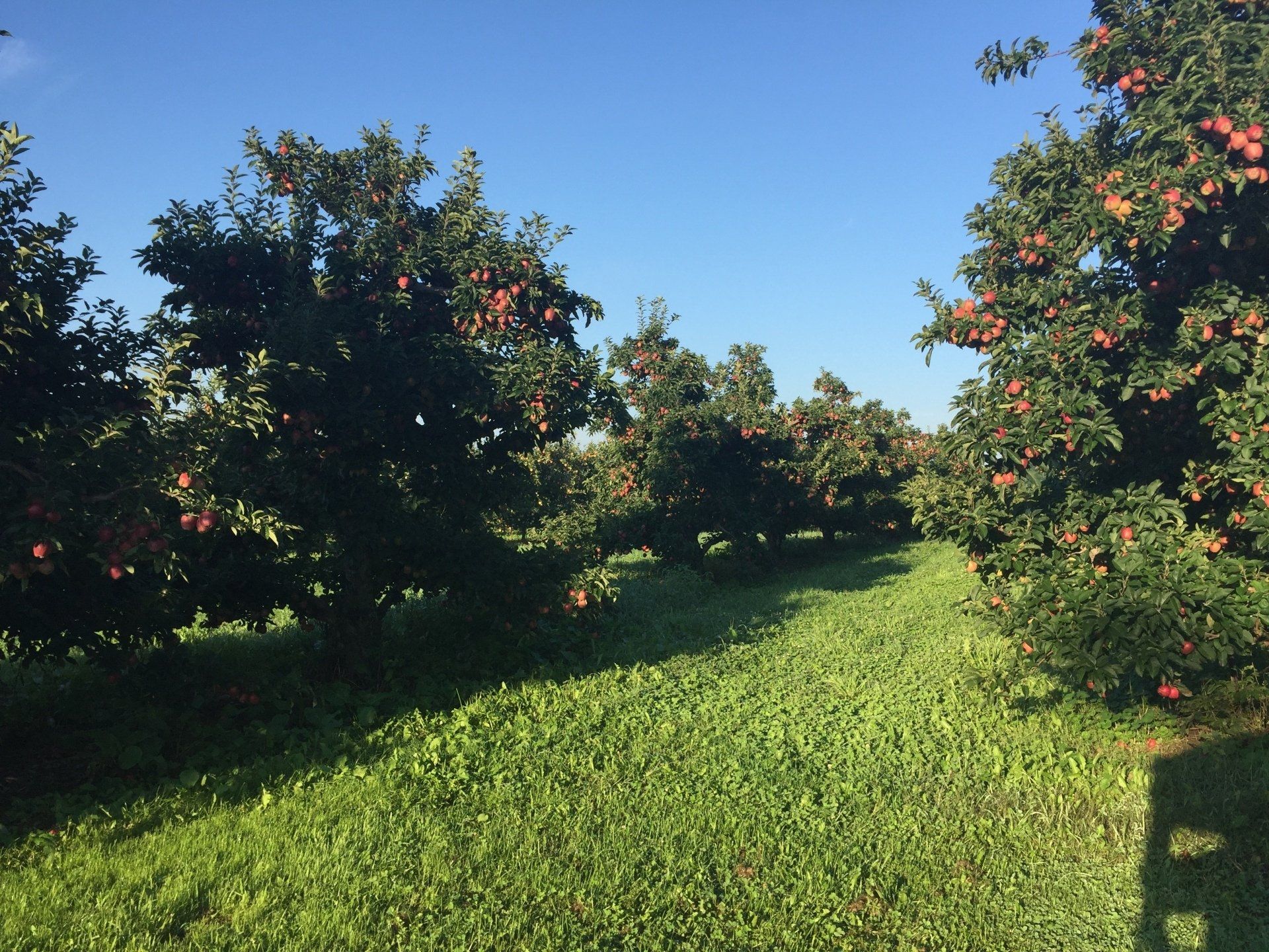 Painted Turtle Hard Cider