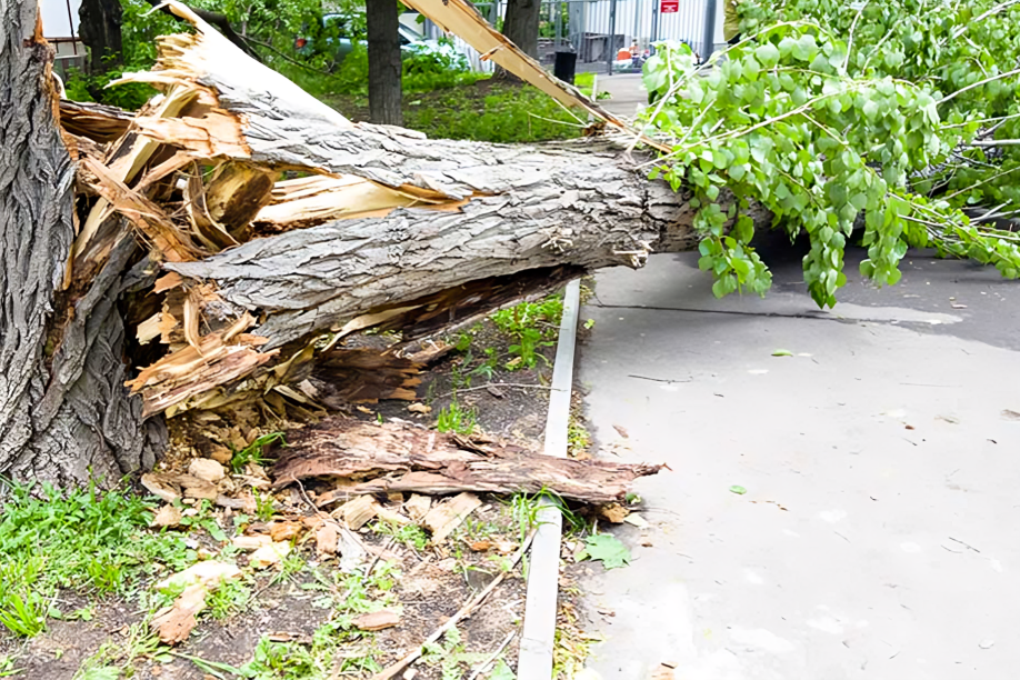 A fallen tree is laying on the side of the road.