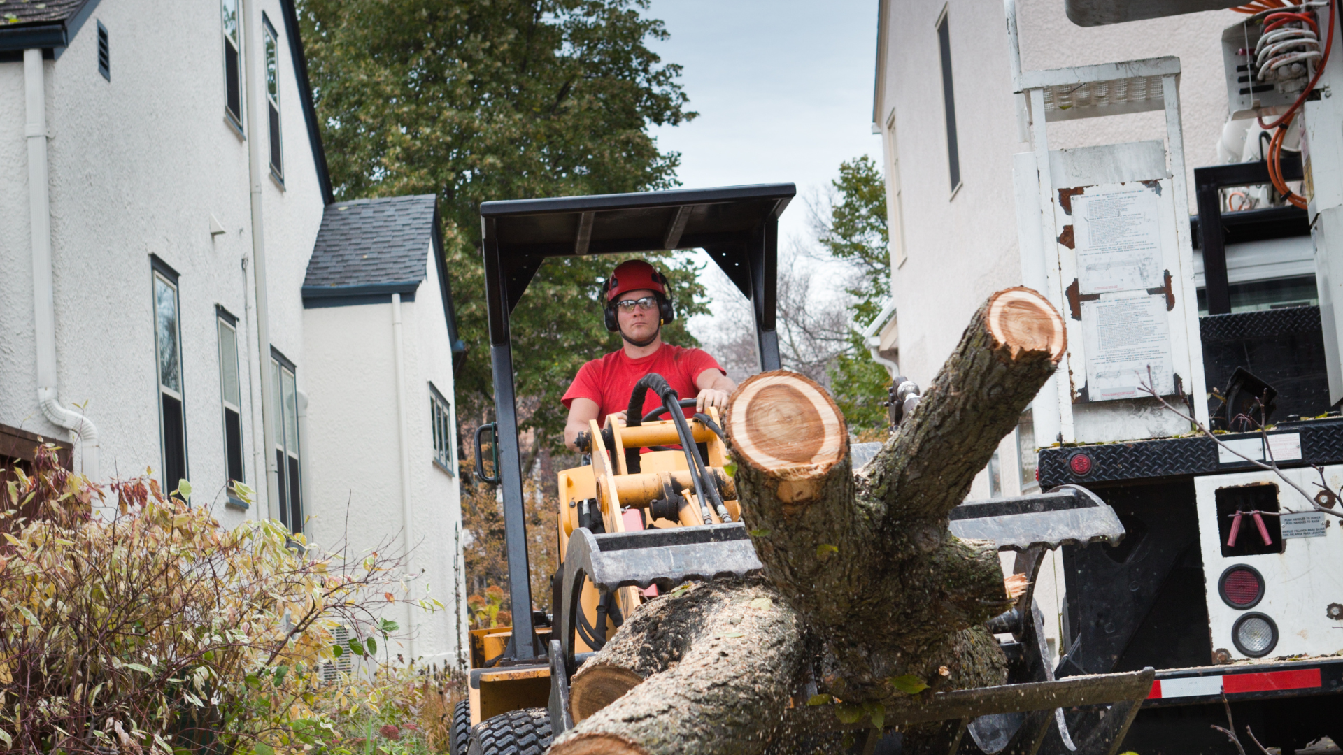 A man is driving a tractor next to a large tree.