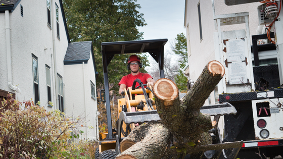 A man is driving a tractor next to a large tree.