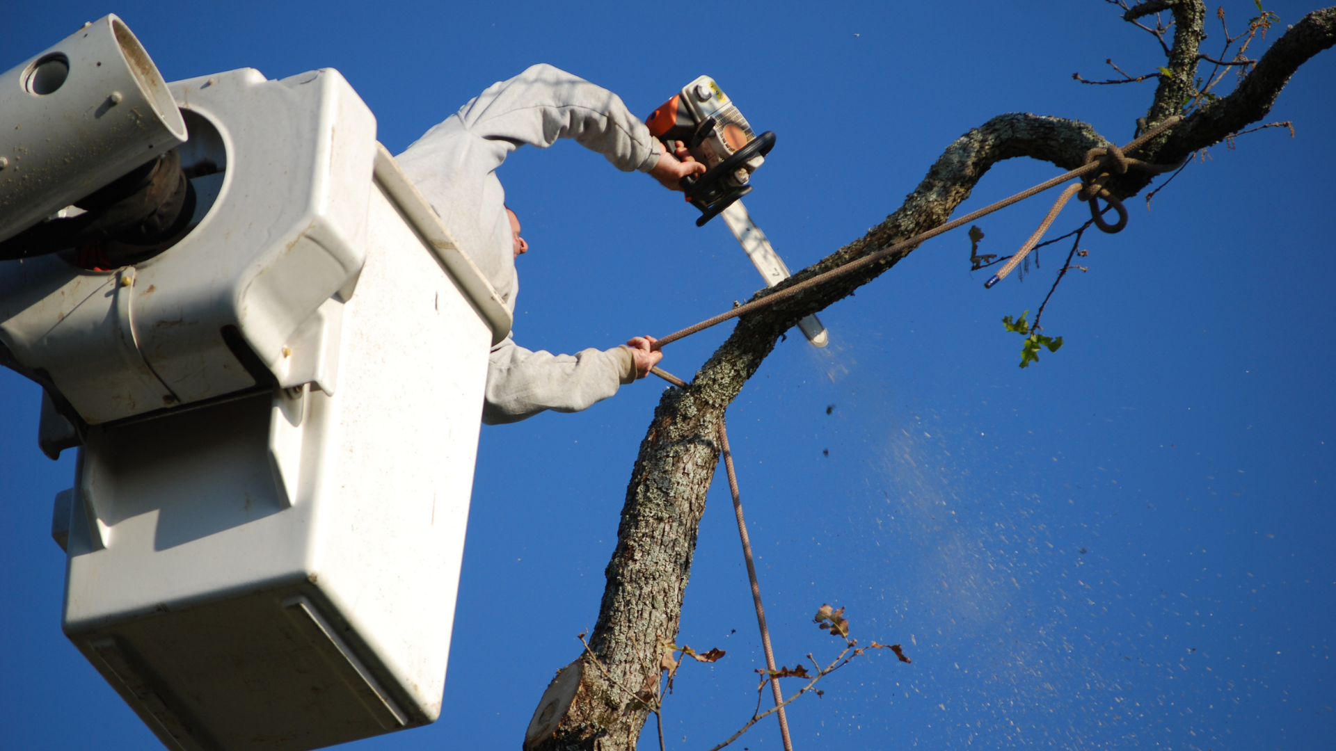 
svg
Tree Services
0 ch.
Alt text
Untitled+design+-+2025-06-20T122500.061.png
Tree Services
0 ch.
Alt text
