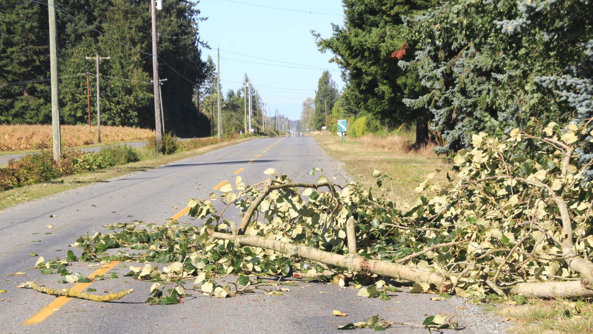 A tree branch is laying on the side of a road.