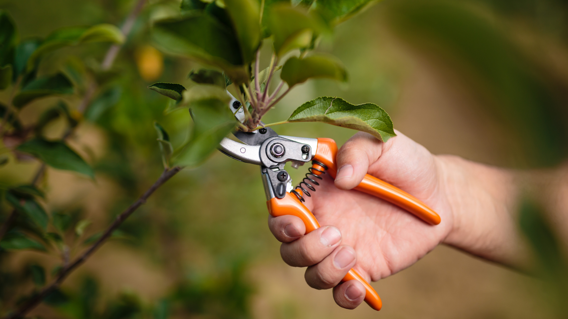 A person is cutting a tree branch with a pair of scissors.