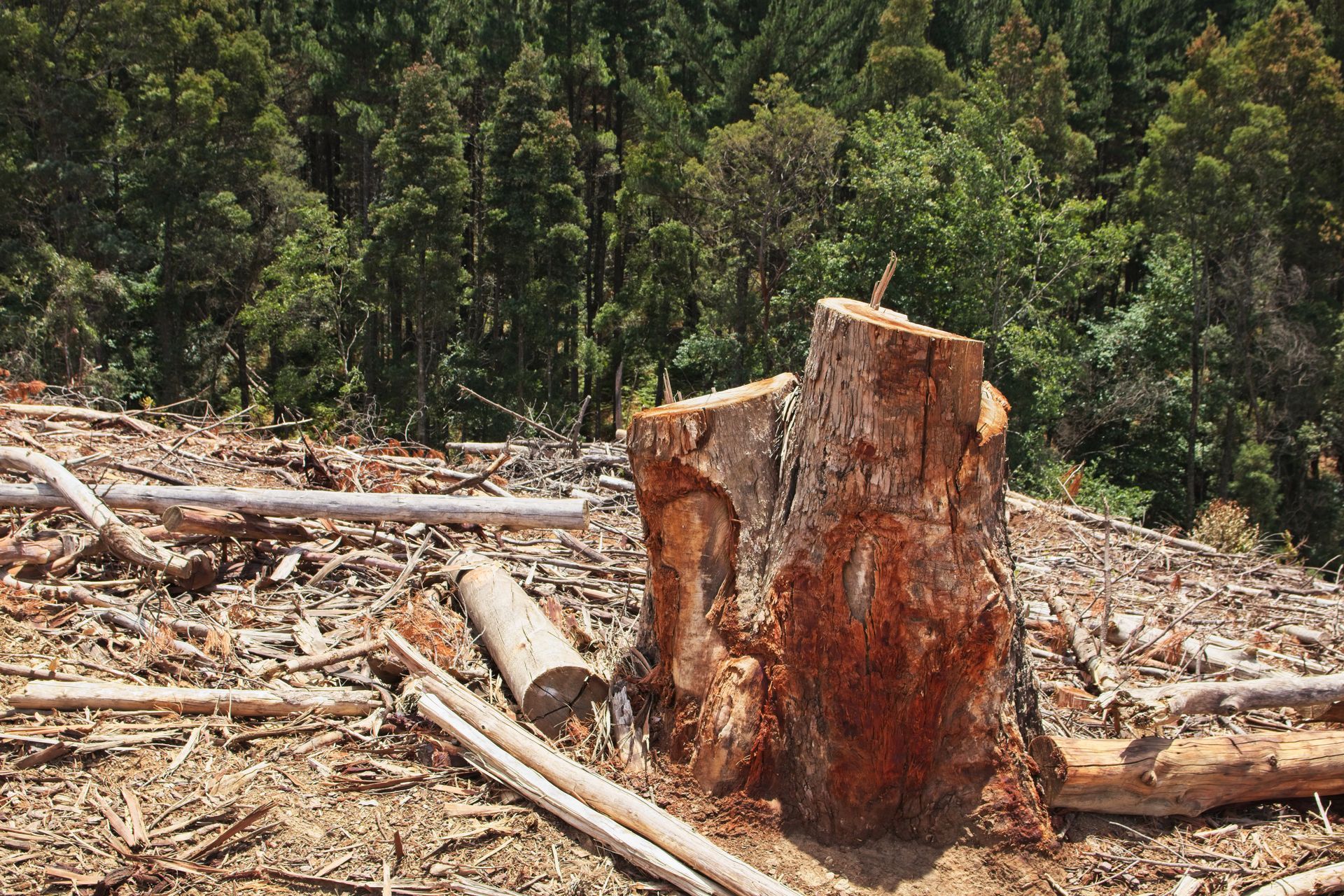 A tree stump in the middle of a forest