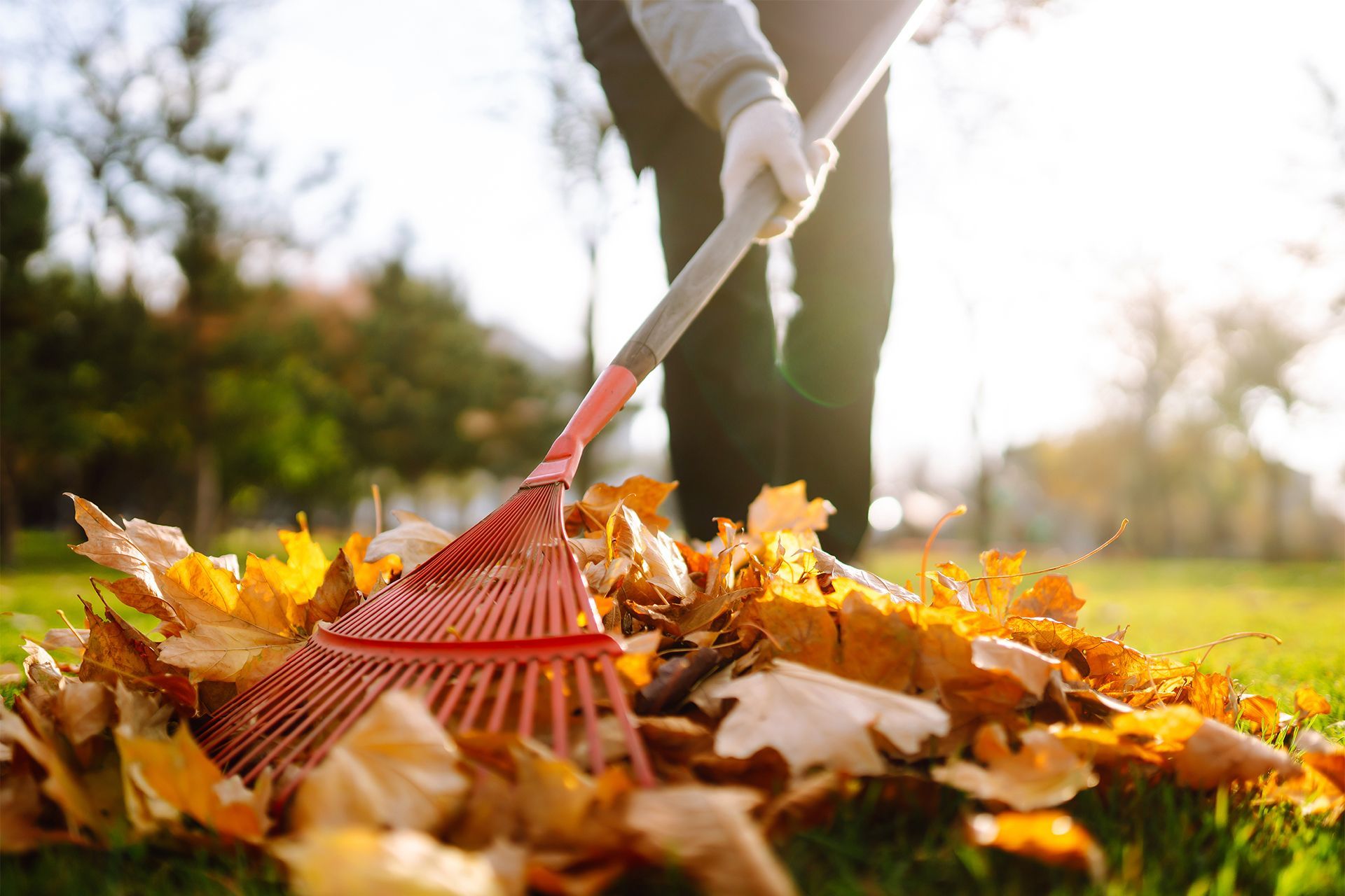 Raking Leaves