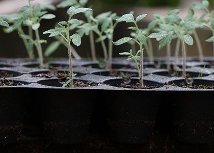 Tomato Seedlings Germinated in Tray — Yuba City, CA — Golden Valley Hydroponics