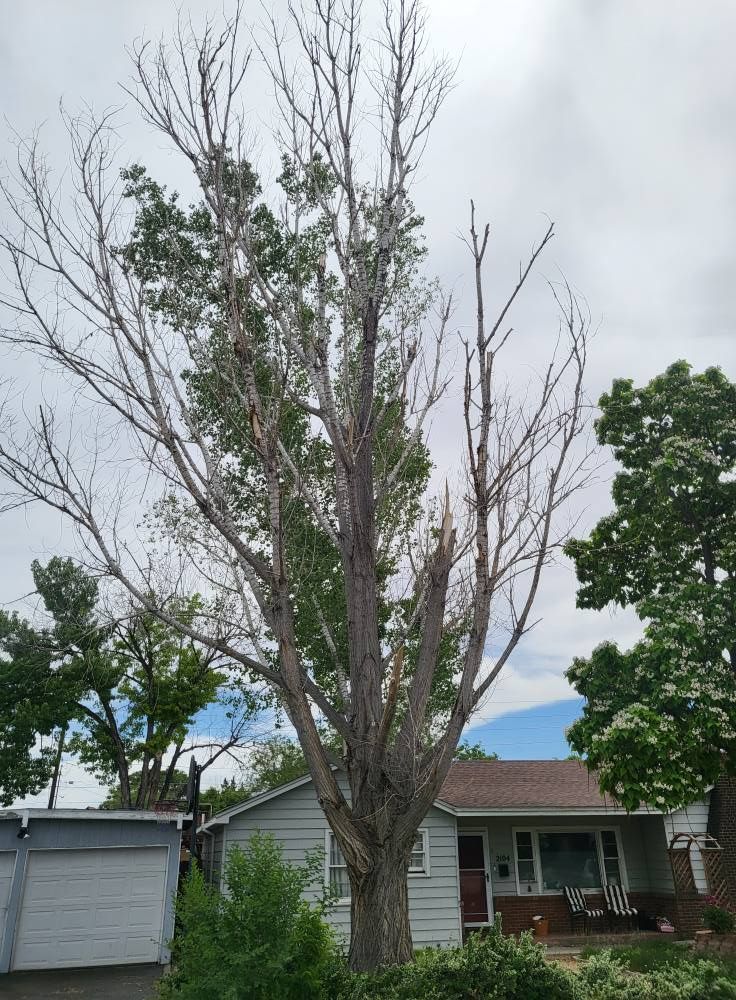 A tree with no leaves is in front of a house.