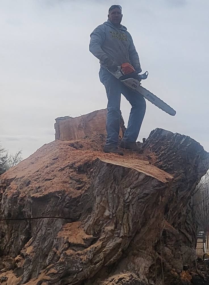 A man is climbing up the side of a tree.