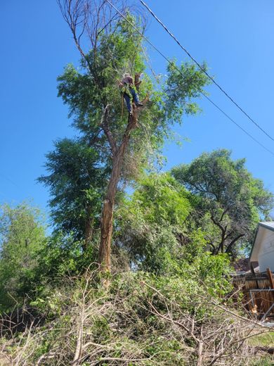 A man is climbing up the side of a tree.