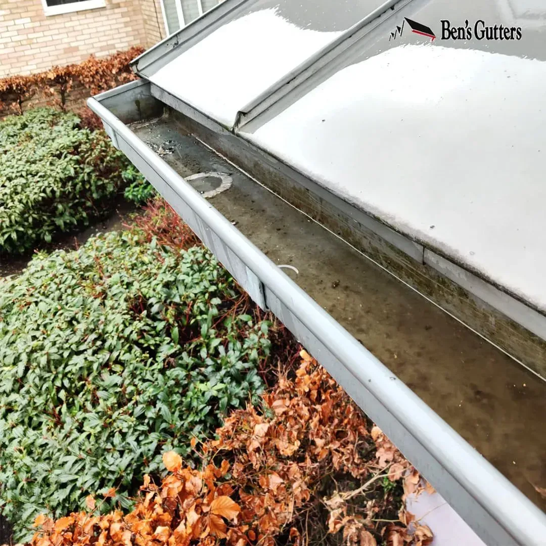 Gutter filled with stagnant water, next to a building and overgrown shrubs.