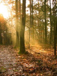 Herberg de Roskam Natuur