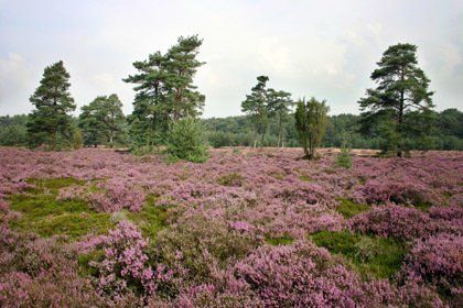 Herberg de Roskam Heide